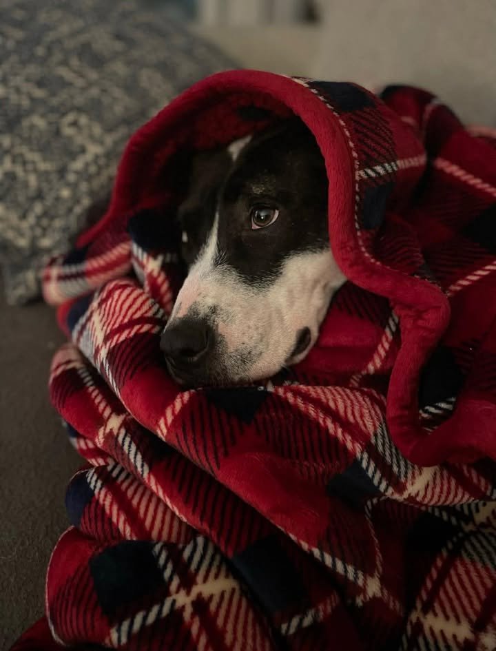 Harper (Courtesy) - Photo 3