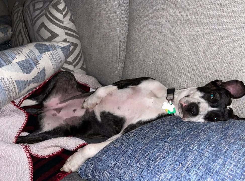 Harper (Courtesy) - Photo 4