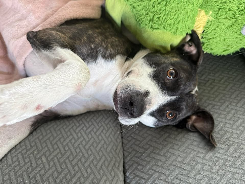 Harper (Courtesy) - Photo 5