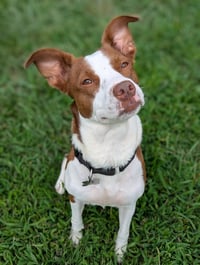 Penelope - Photo 8