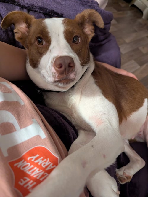 PENELOPE - Rat Terrier / Terrier available for adoption