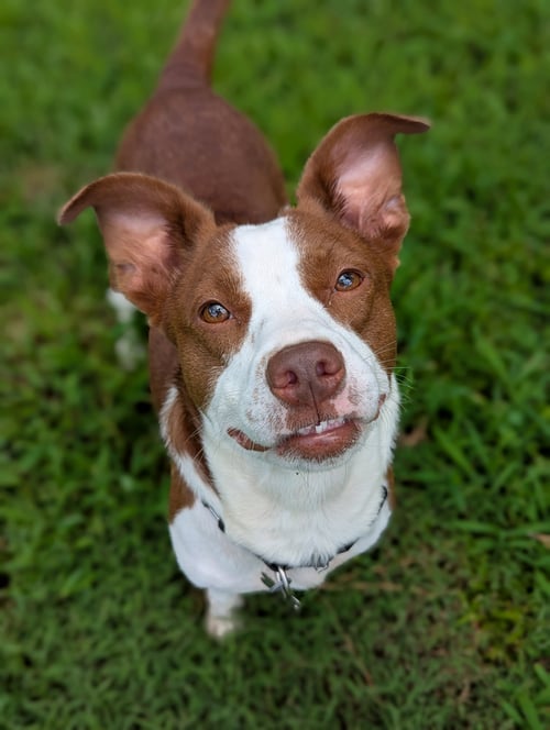 PENELOPE - Rat Terrier / Terrier available for adoption