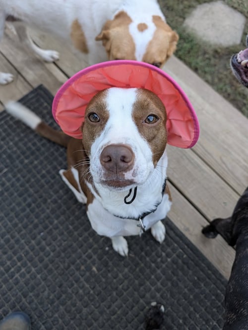 PENELOPE - Terrier / Hound available for adoption