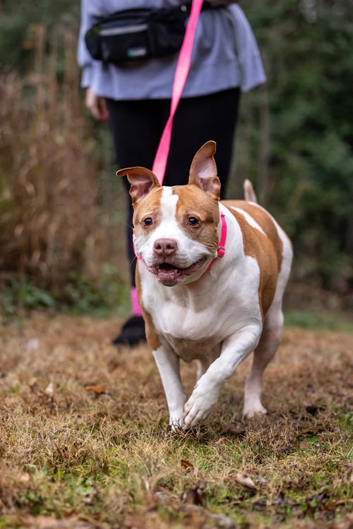 PUMPKIN LATTE - American Staffordshire Terrier available for adoption