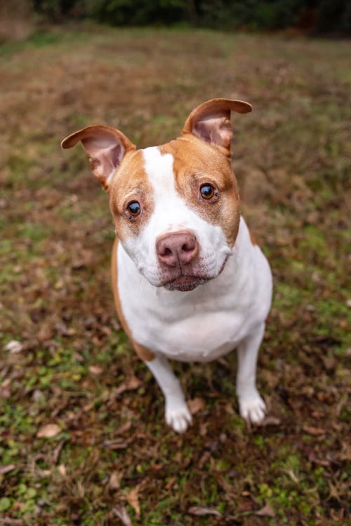 PUMPKIN LATTE - American Staffordshire Terrier available for adoption