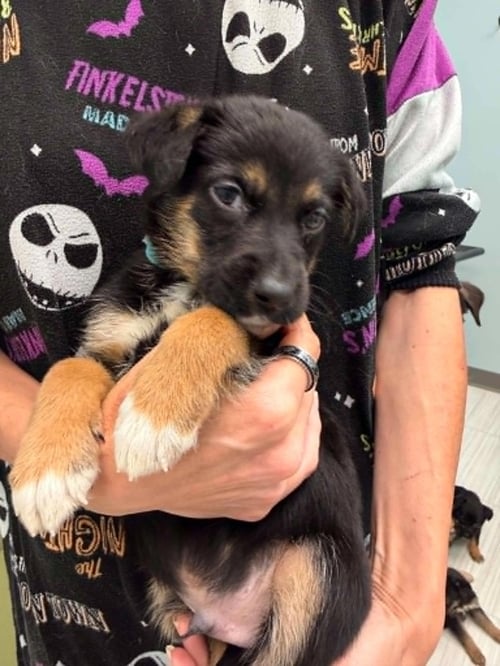 HAYTHAM- TWITCH TEAM LITTER - Shepherd / German Shepherd Dog available for adoption