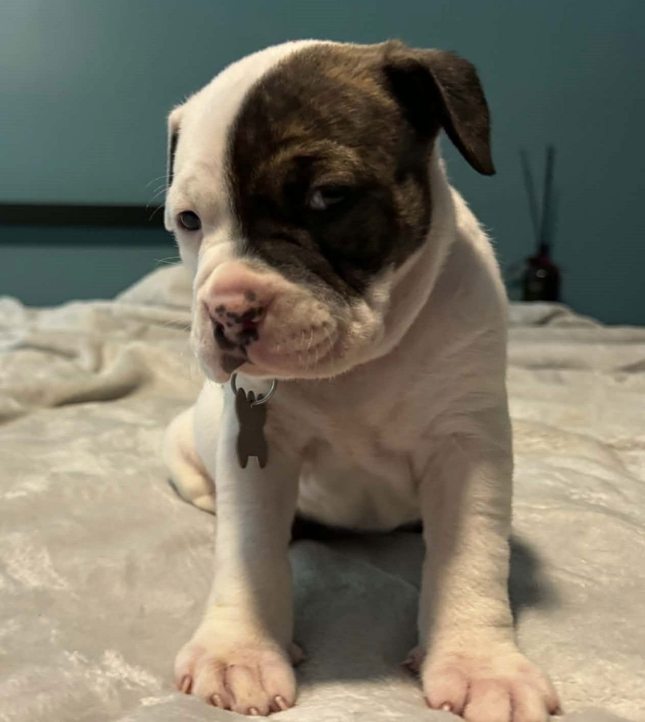 DIESEL - THE WRECKING CREW - Boxer / Bulldog available for adoption