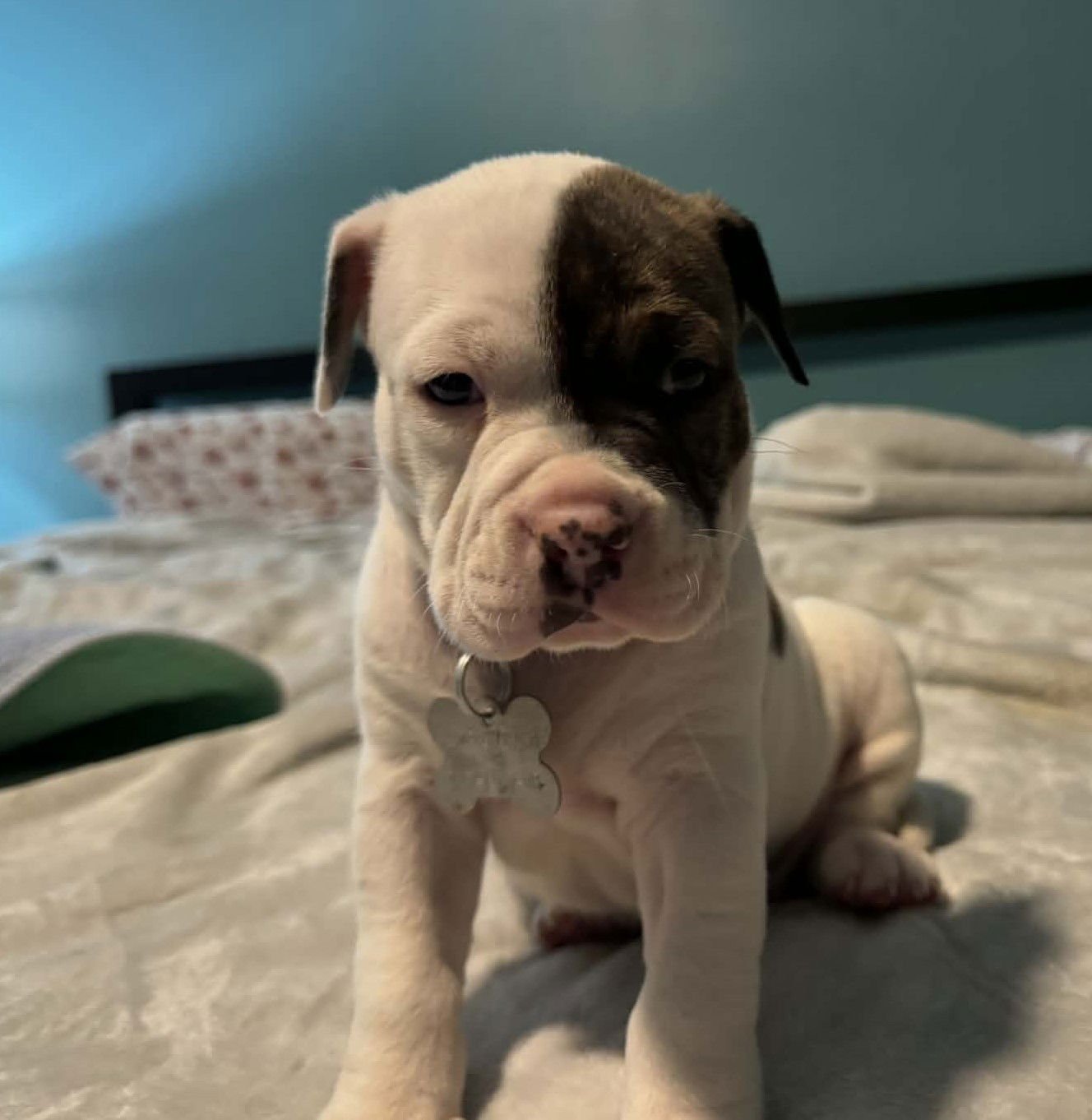 DIESEL - THE WRECKING CREW - Boxer / Bulldog available for adoption