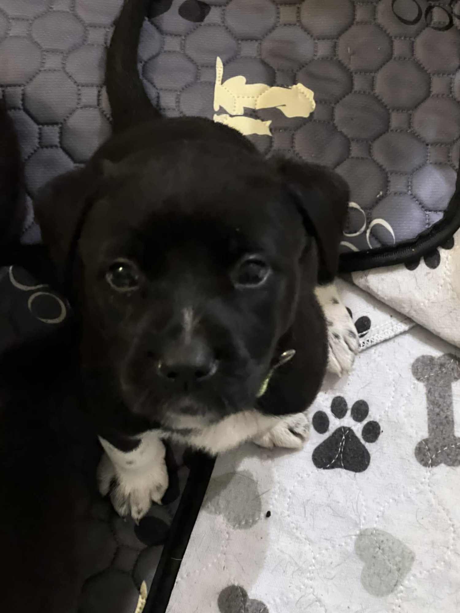 BASIL - FLOWER POWER LITTER - American Pit Bull Terrier / Labrador Retriever available for adoption