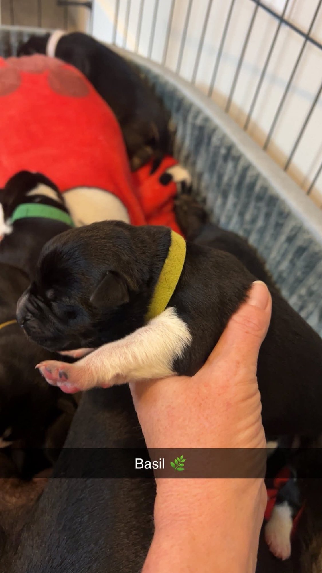 BASIL - FLOWER POWER LITTER - American Pit Bull Terrier / Labrador Retriever available for adoption