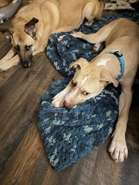 Nala - Photo 2
