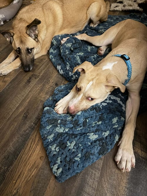 NALA - Pit Bull Terrier / Great Dane available for adoption