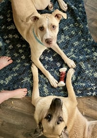 Nala - Photo 8