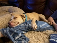 Nala - Photo 3