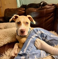 Nala - Photo 4