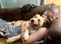 Nala - Photo 7