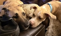 Nala - Photo 14