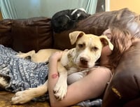 Nala - Photo 6