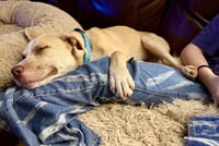 Nala - Photo 5