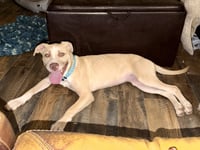 Nala - Photo 9