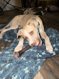 Nala - Photo 13