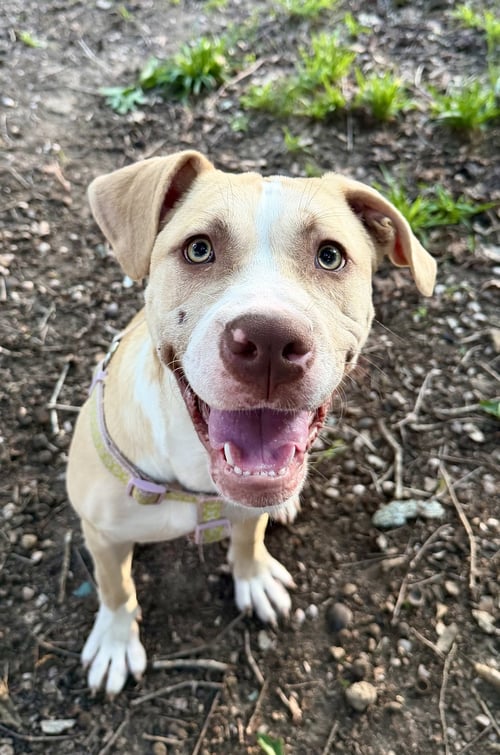 NALA - American Pit Bull Terrier available for adoption