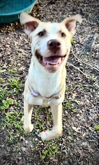 Nala - Photo 3