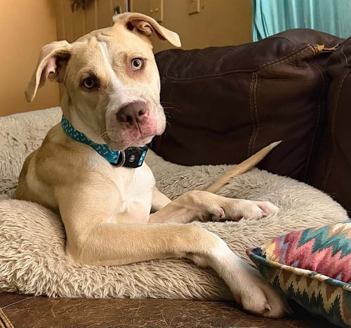 NALA - American Pit Bull Terrier available for adoption