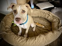 Nala - Photo 12