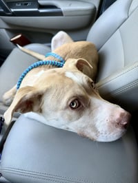 Nala - Photo 11