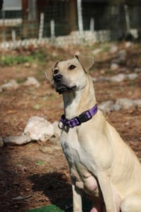 Diana 'Cookie' - Japan litter - Photo 1