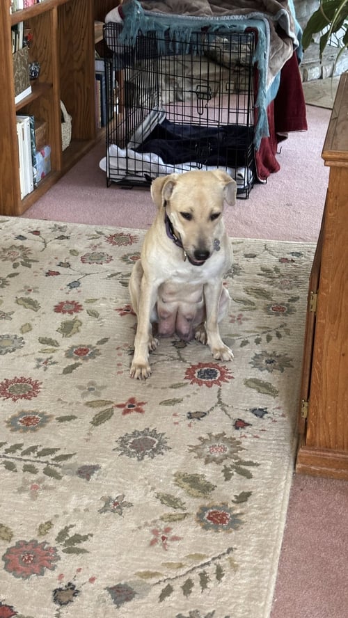 DIANA 'COOKIE' - JAPAN LITTER - Labrador Retriever available for adoption