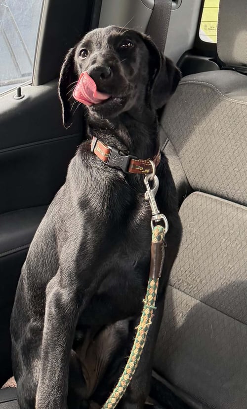 JODA - Labrador Retriever available for adoption