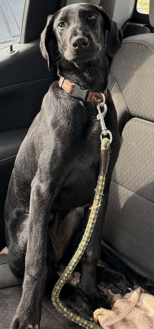 JODA - Labrador Retriever available for adoption
