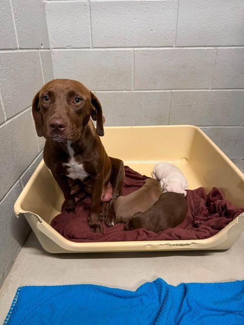 MAMA GRAHAM - Chocolate Labrador Retriever / Terrier available for adoption