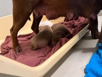 Mama Graham - Photo 2
