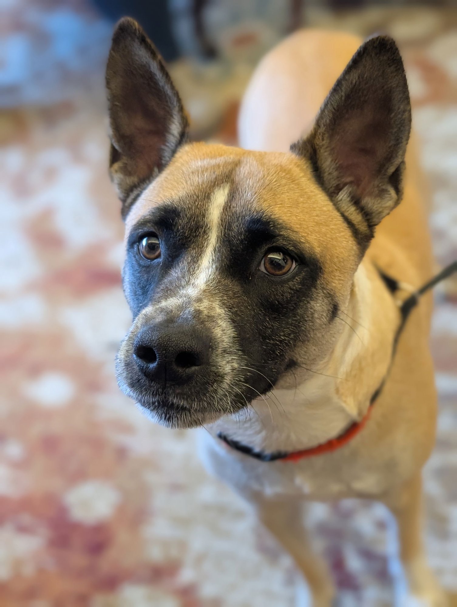 MACKEY - American Pit Bull Terrier / Cattle Dog available for adoption