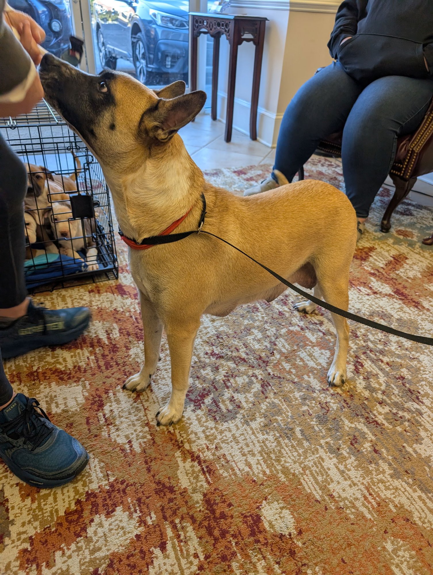 MACKEY - American Pit Bull Terrier / Cattle Dog available for adoption