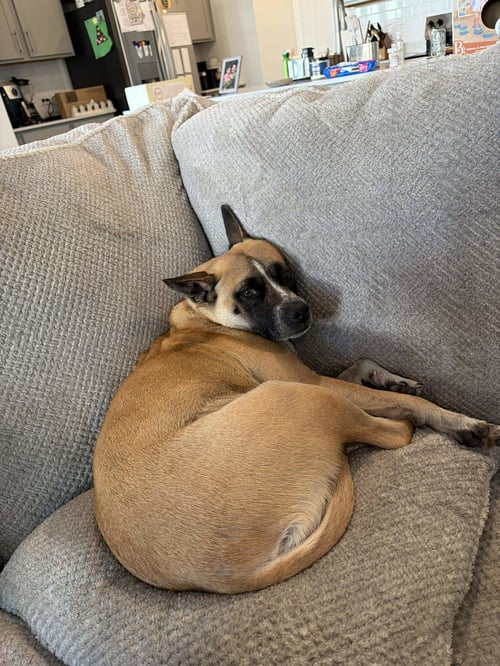 MACKEY - American Pit Bull Terrier / Cattle Dog available for adoption
