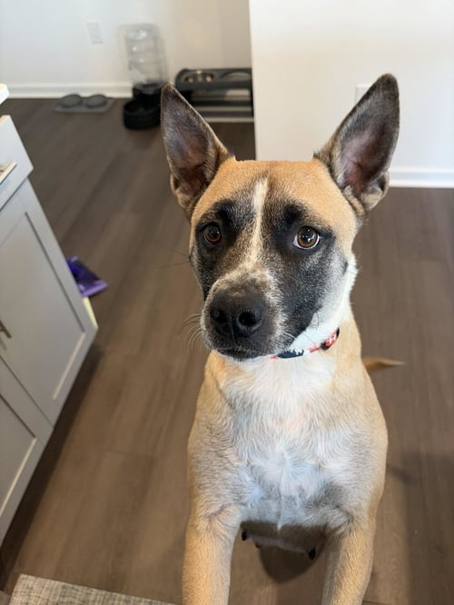 MACKEY - American Pit Bull Terrier / Cattle Dog available for adoption