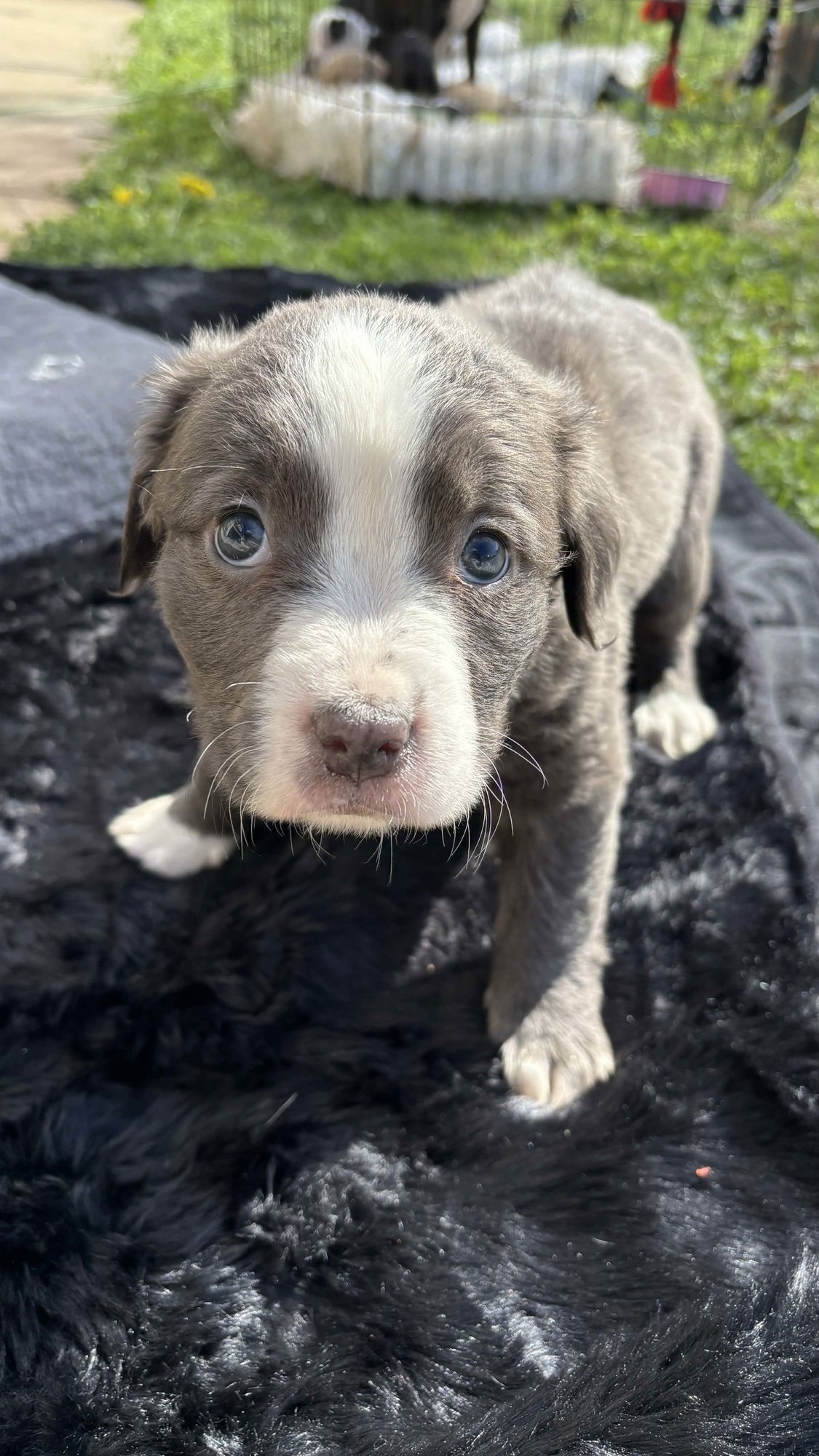 POWERPUFF (BLOSSOM LITTER) - Labrador Retriever / American Staffordshire Terrier available for adoption