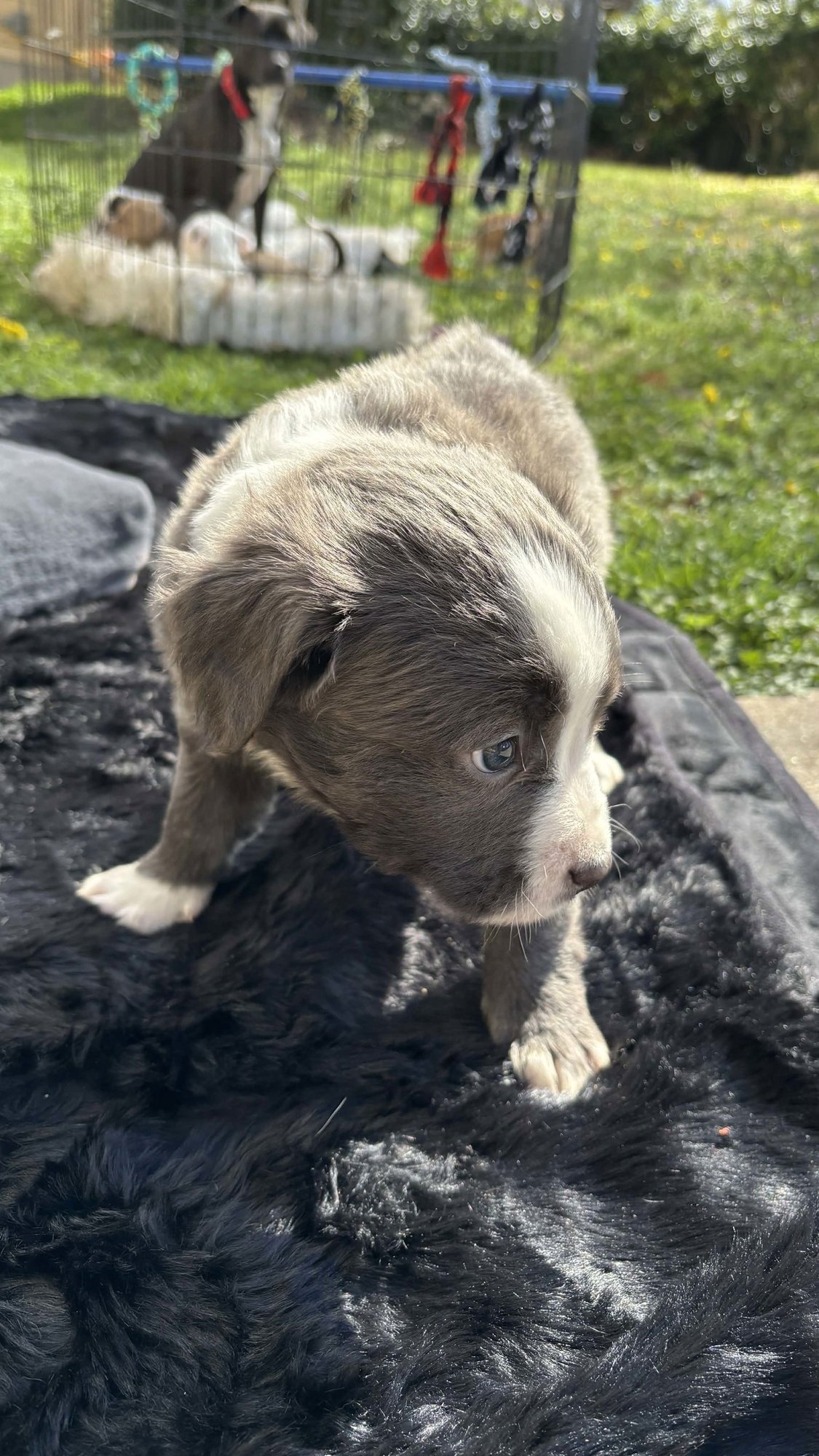 POWERPUFF (BLOSSOM LITTER) - Labrador Retriever / American Staffordshire Terrier available for adoption