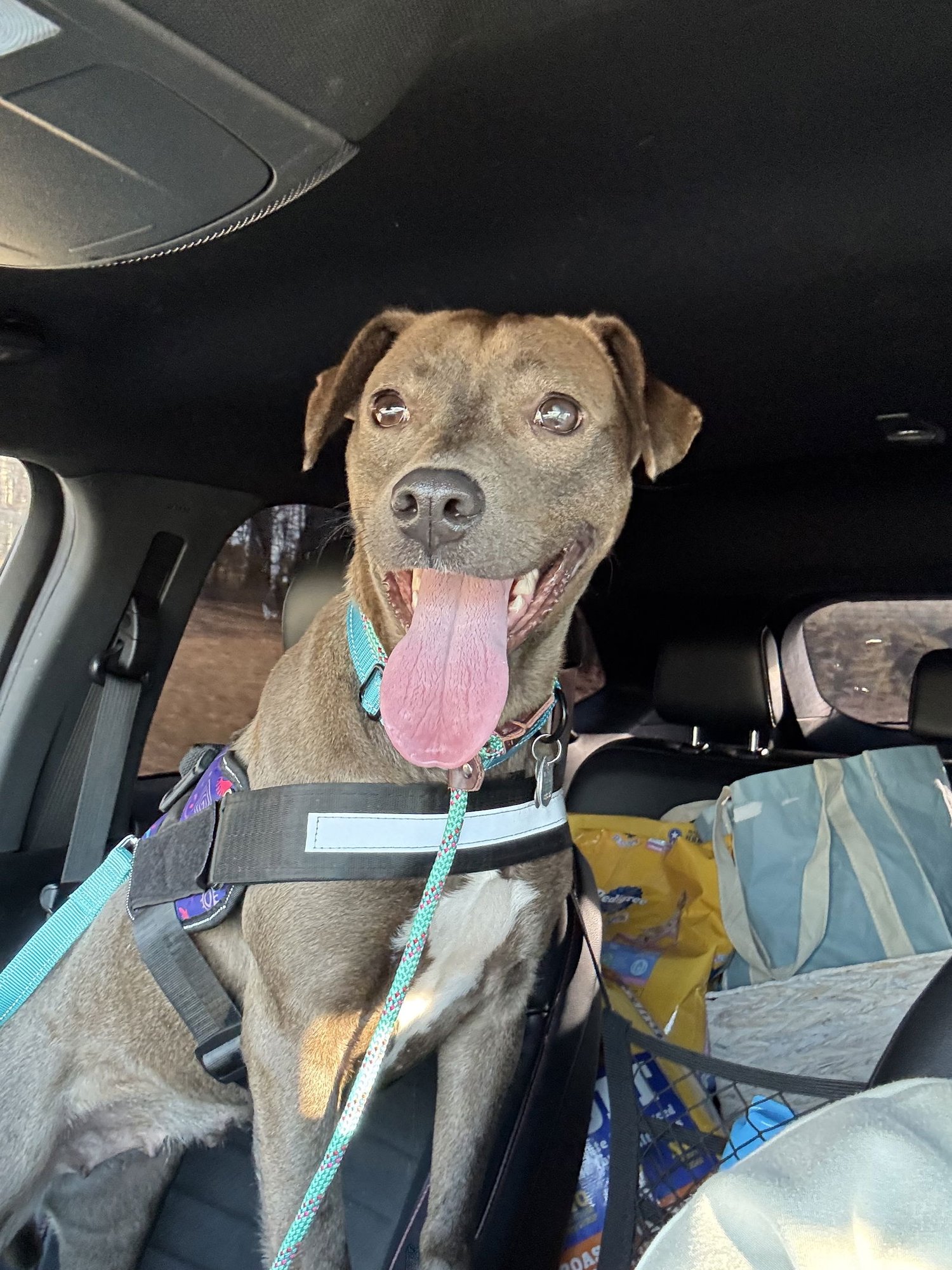 MILLICENT AKA MILLIE - Labrador Retriever / American Pit Bull Terrier available for adoption