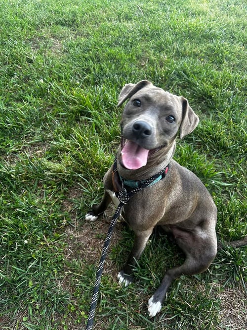 MILLICENT AKA MILLIE - Labrador Retriever / American Pit Bull Terrier available for adoption