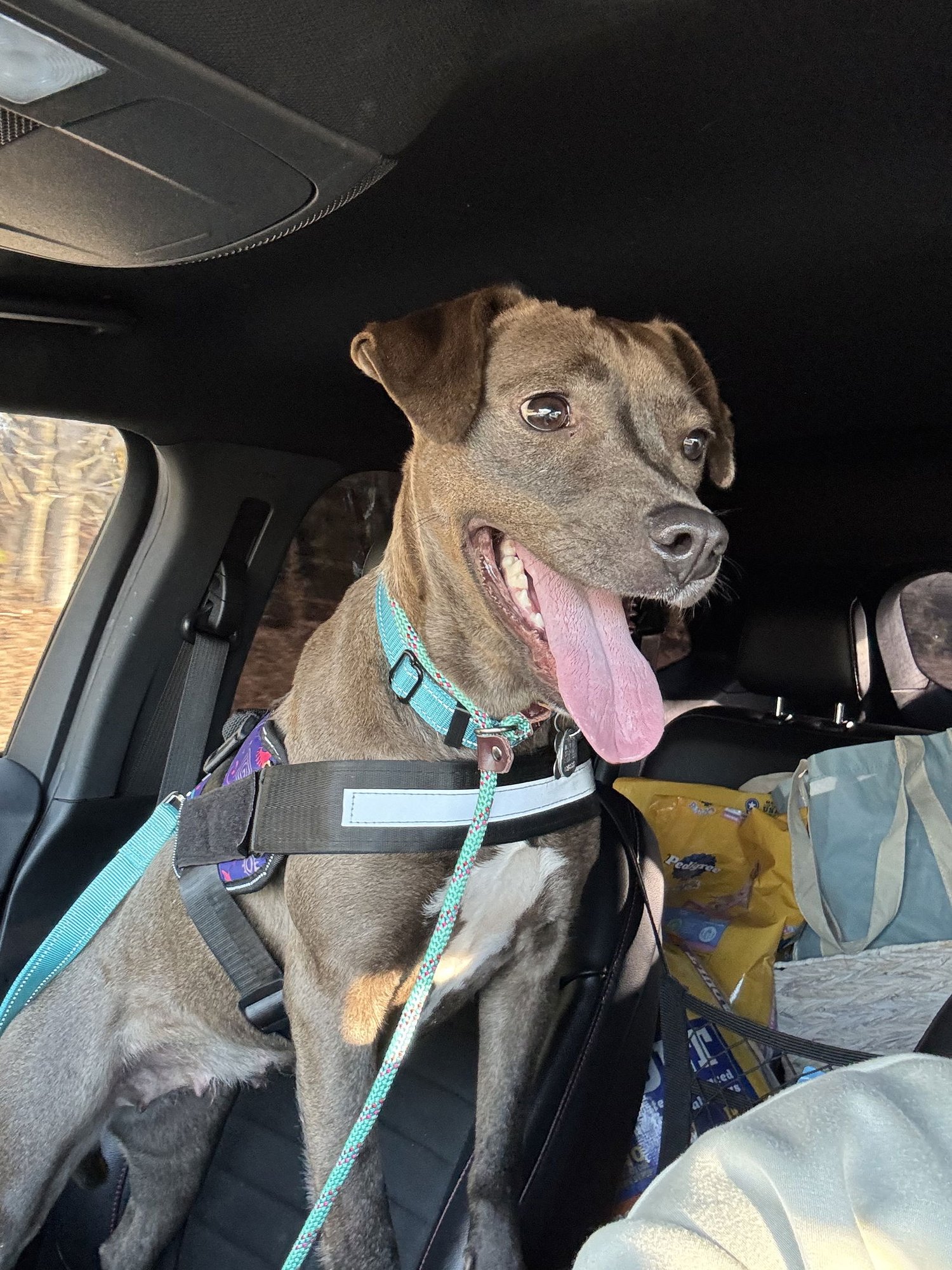 MILLICENT AKA MILLIE - Labrador Retriever / American Pit Bull Terrier available for adoption