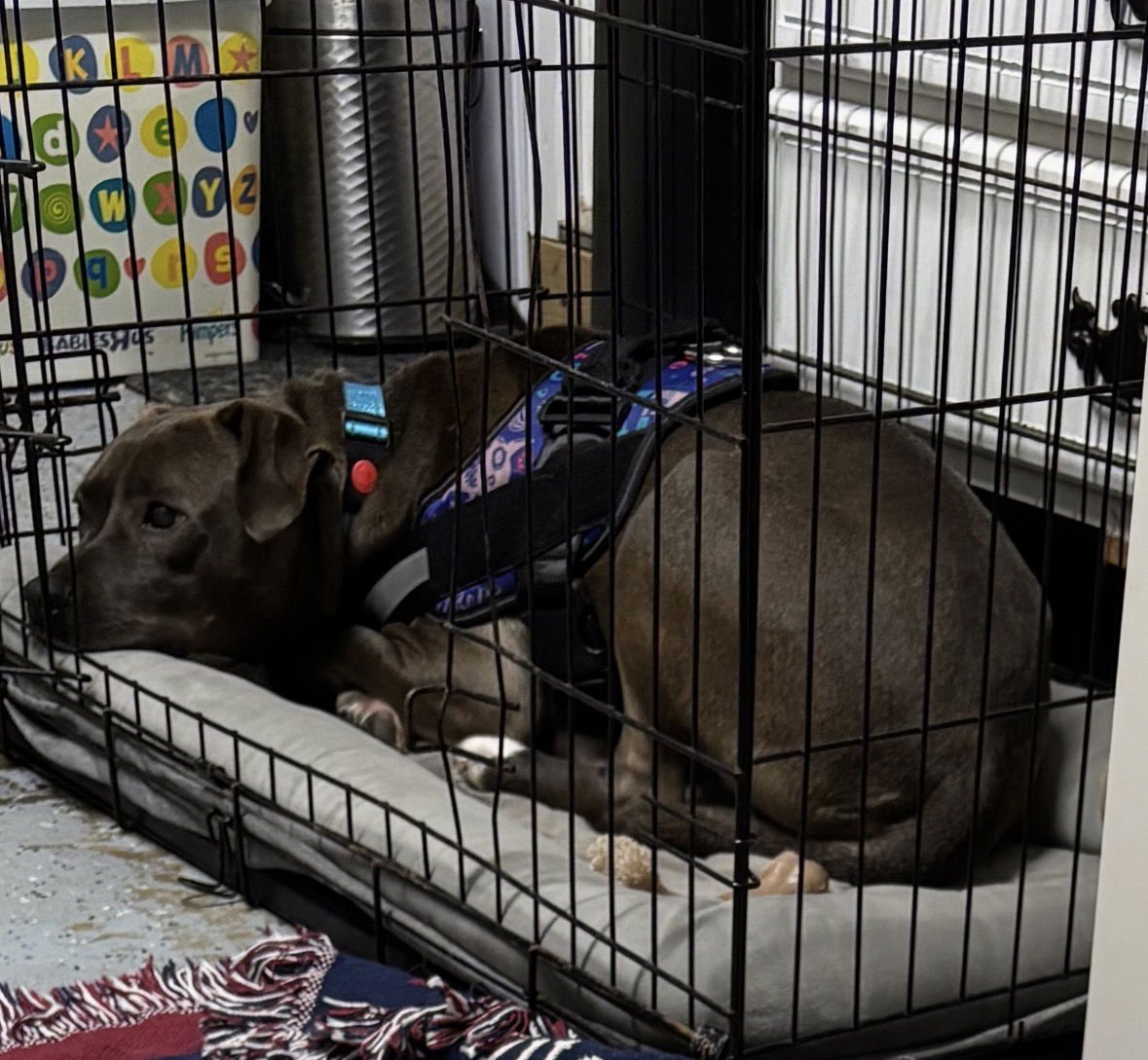 Millicent aka Millie - Photo 3