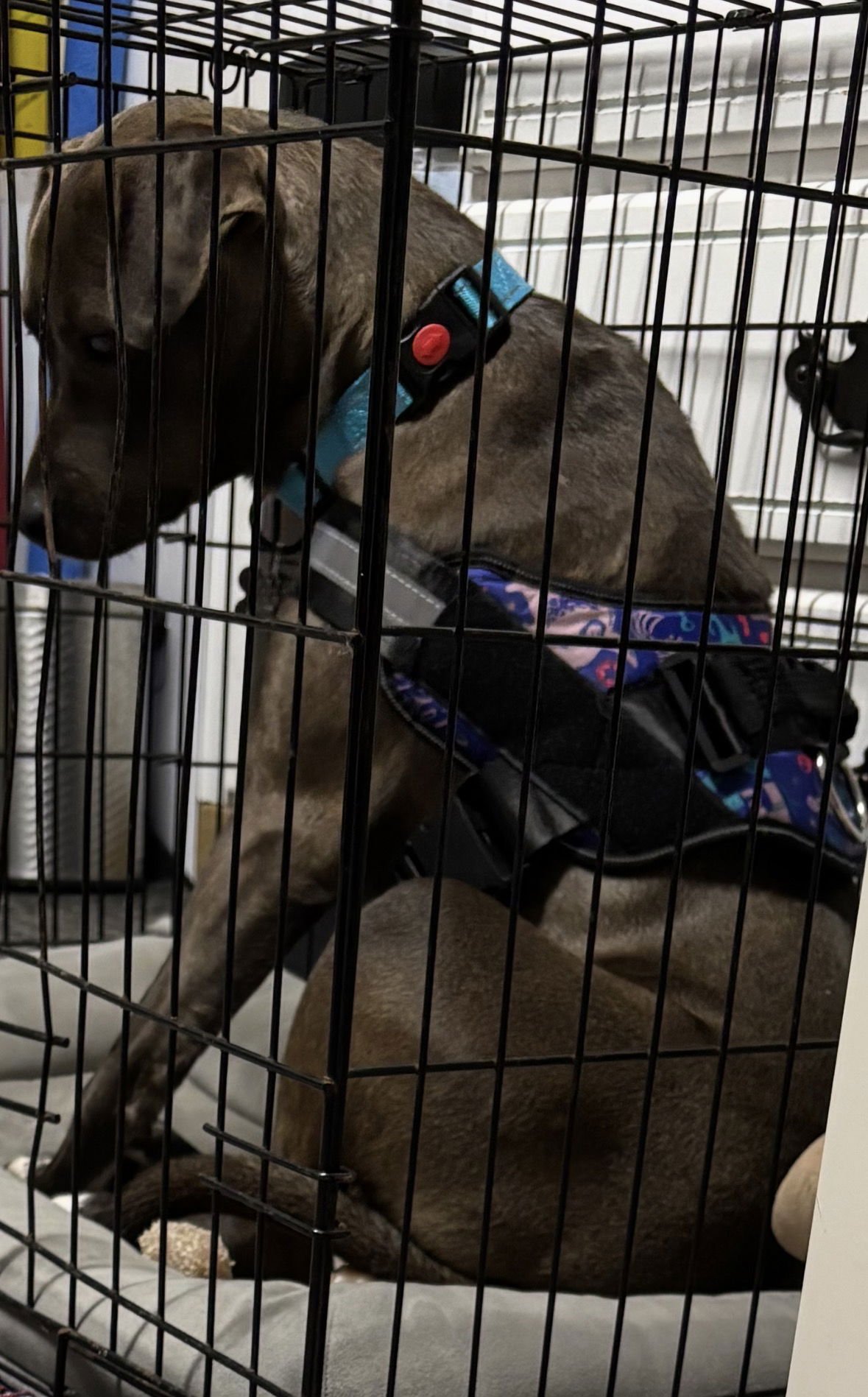 Millicent aka Millie - Photo 4