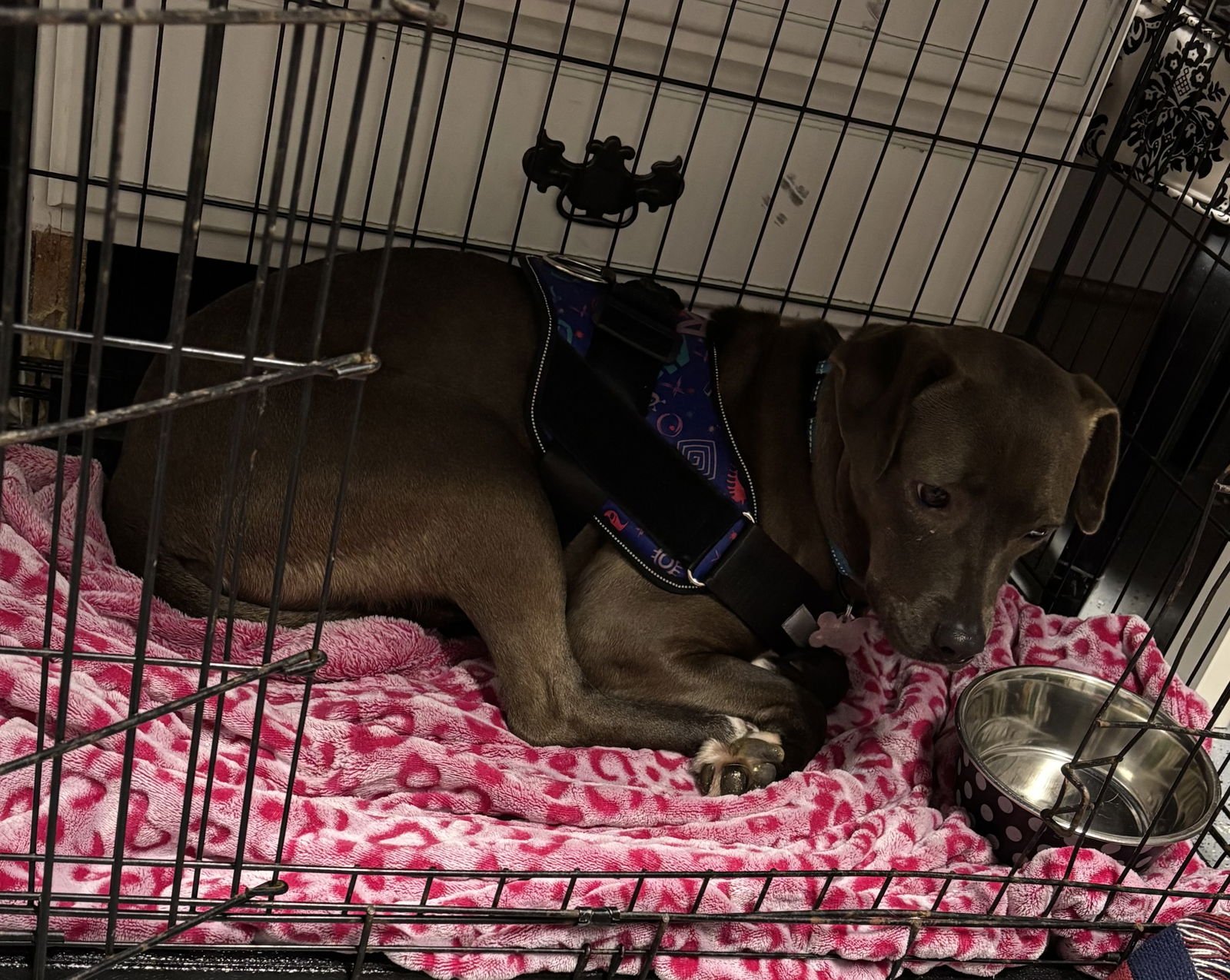 Millicent aka Millie - Photo 5