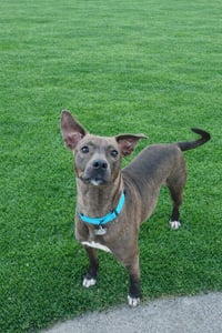 Millicent aka Millie - Photo 8
