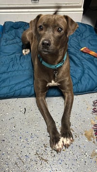 Millicent aka Millie - Photo 14